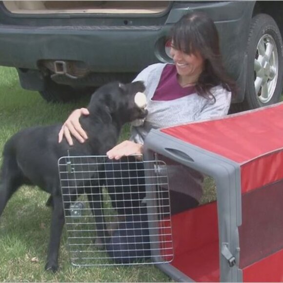 Vibrant Life pop up Kennel - Picture 2 of 7